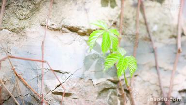 石墙上的两片绿叶在阳光中生长